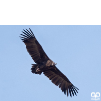 گونه کرکس سیاه Eurasian Black Vulture